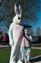 Little Miss Tuscola meets the Easter Bunny